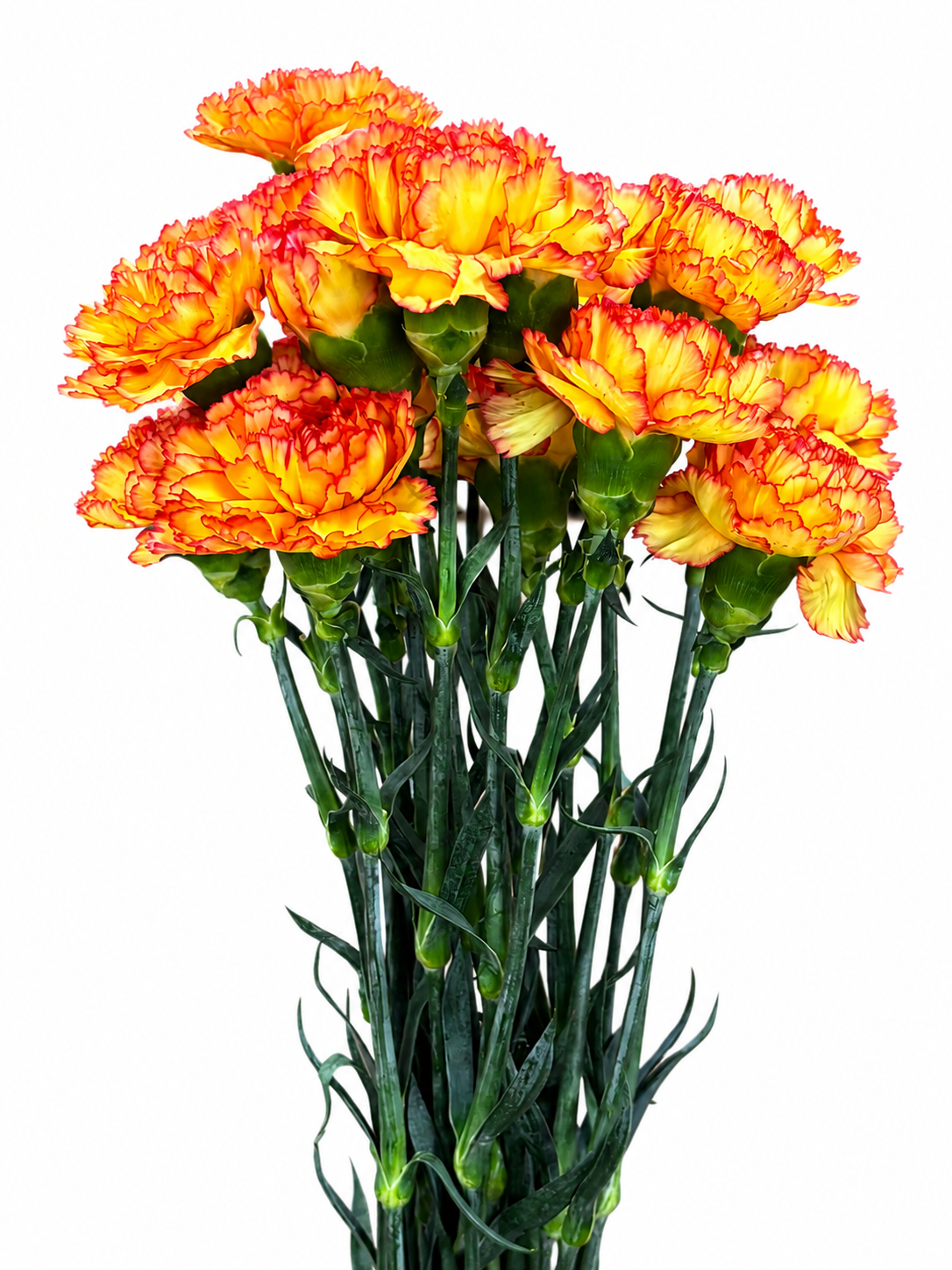 Dianthus Amerikaner