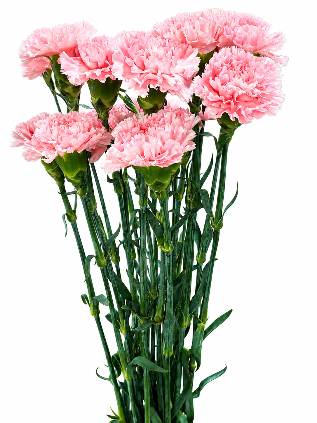 Dianthus Amerikaner