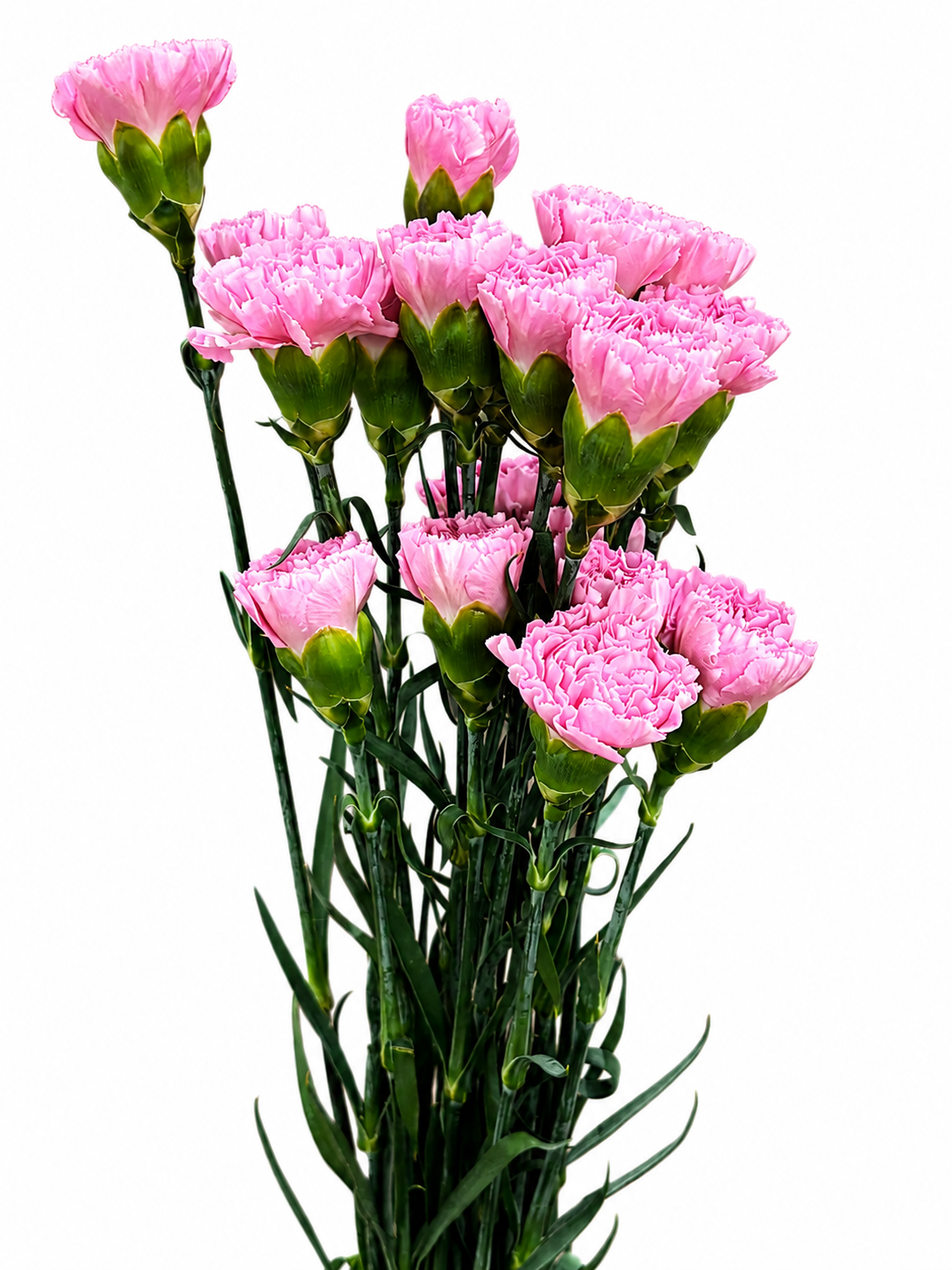 Dianthus Amerikaner