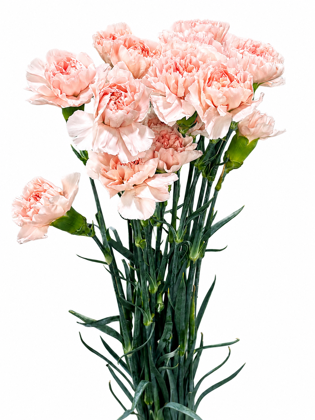 Dianthus Amerikaner