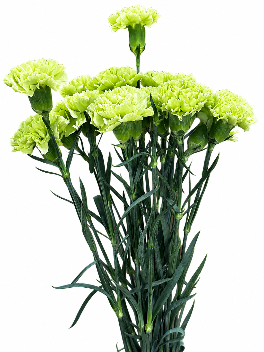 Dianthus Amerikaner