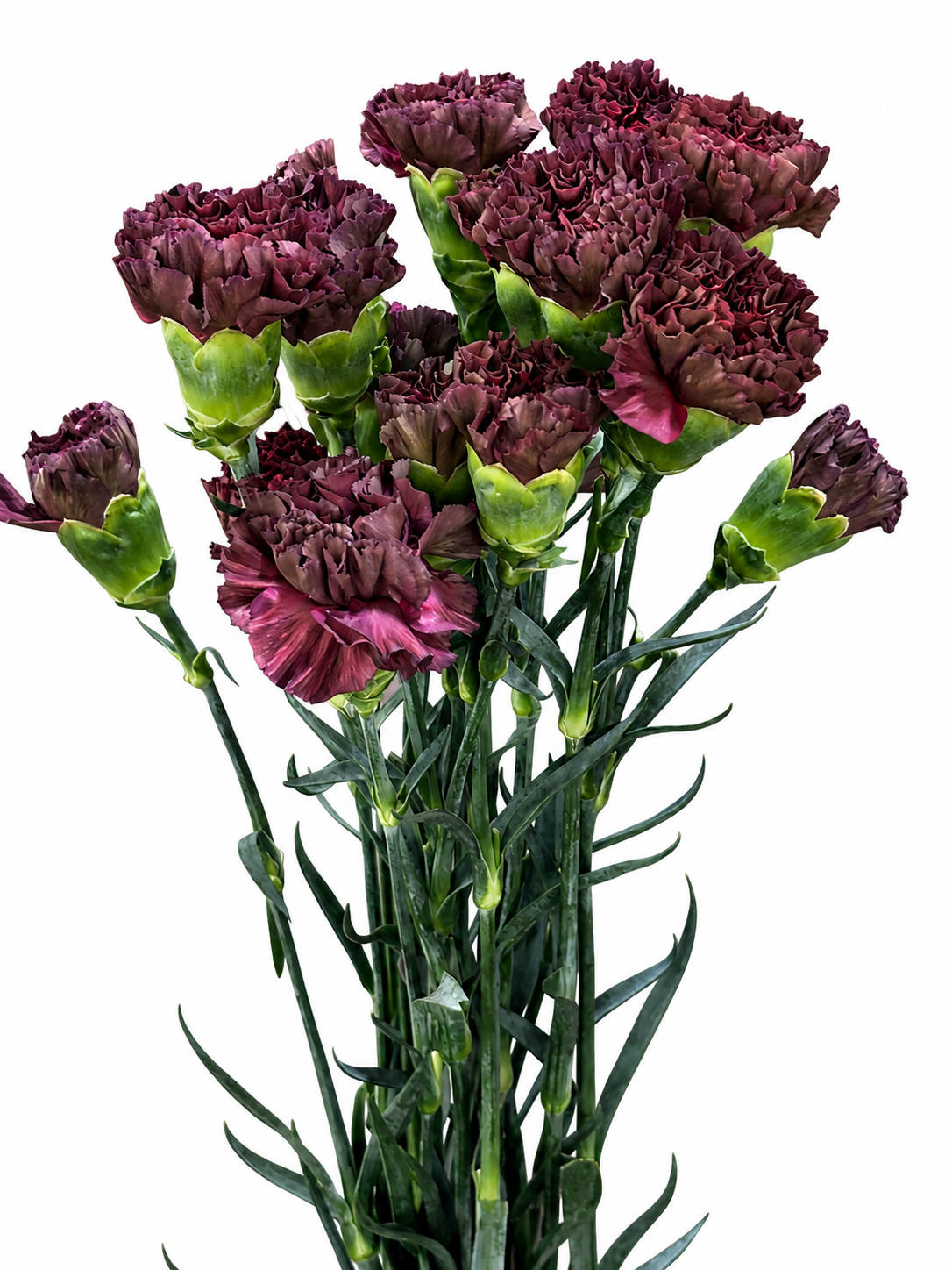 Dianthus Amerikaner