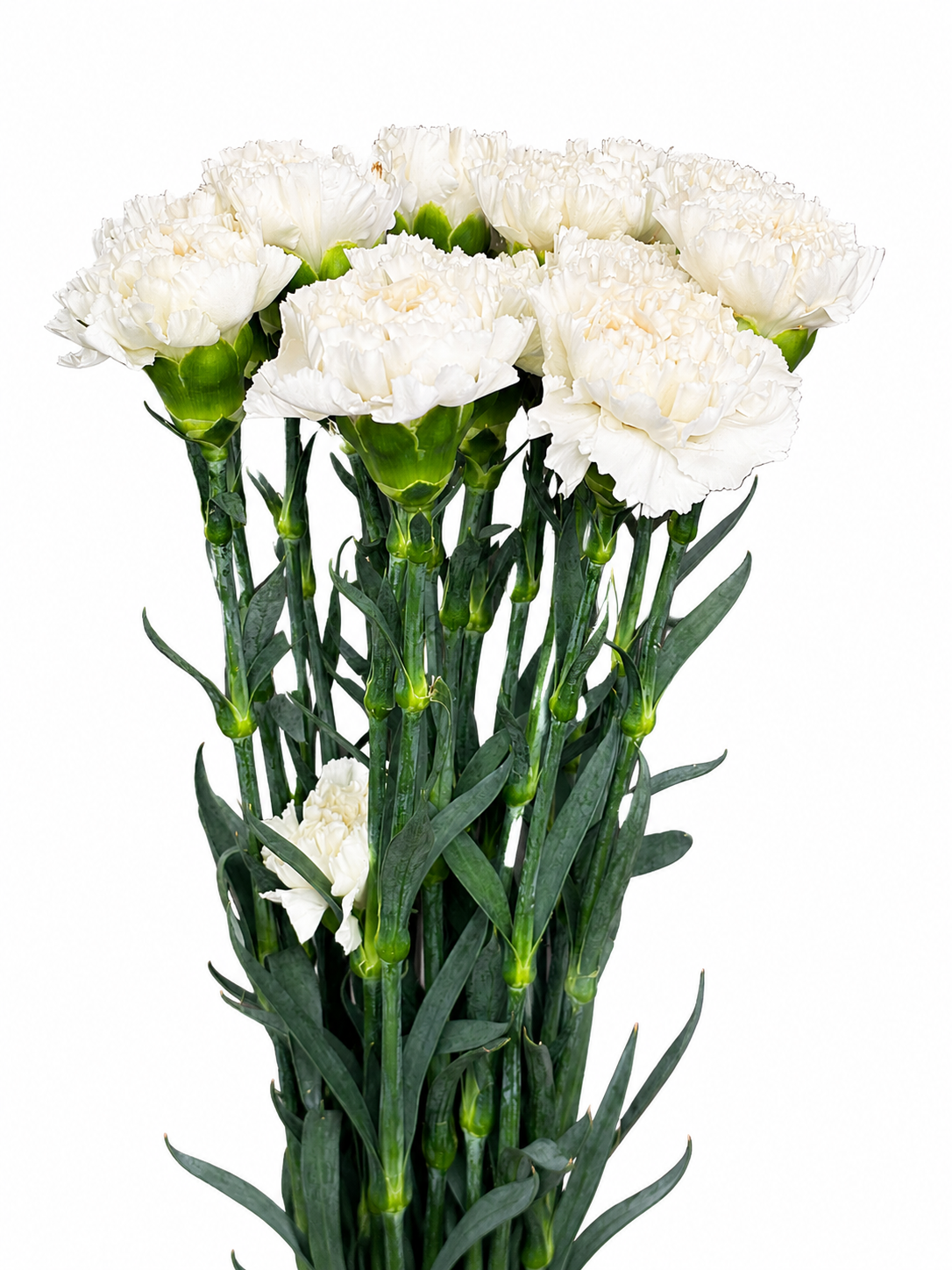 Dianthus Amerikaner
