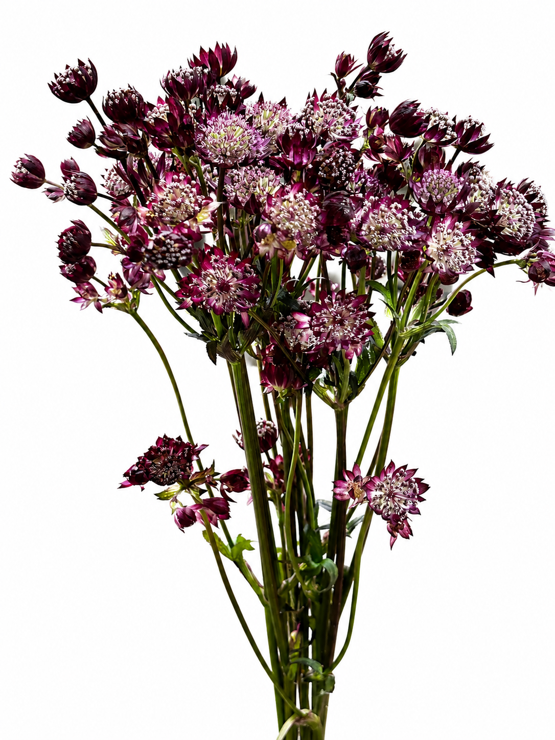 Astrantia major