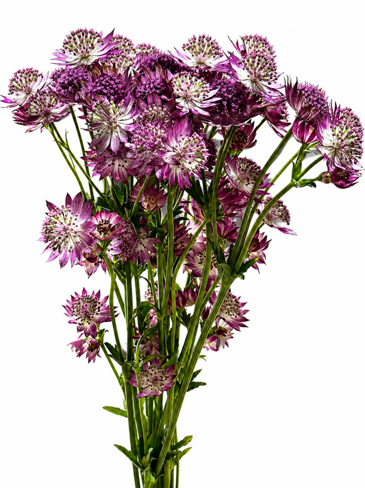 Astrantia major