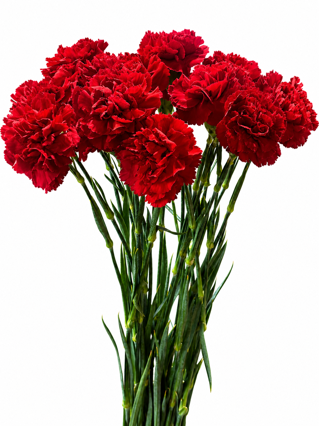 Dianthus Amerikaner