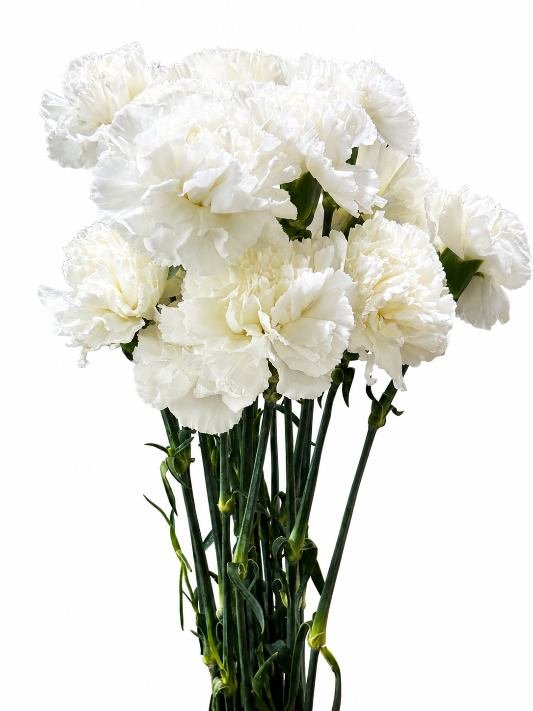 Dianthus Amerikaner