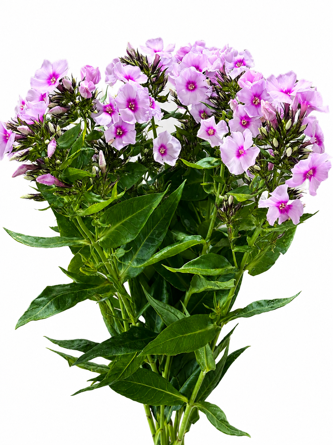 Phlox
