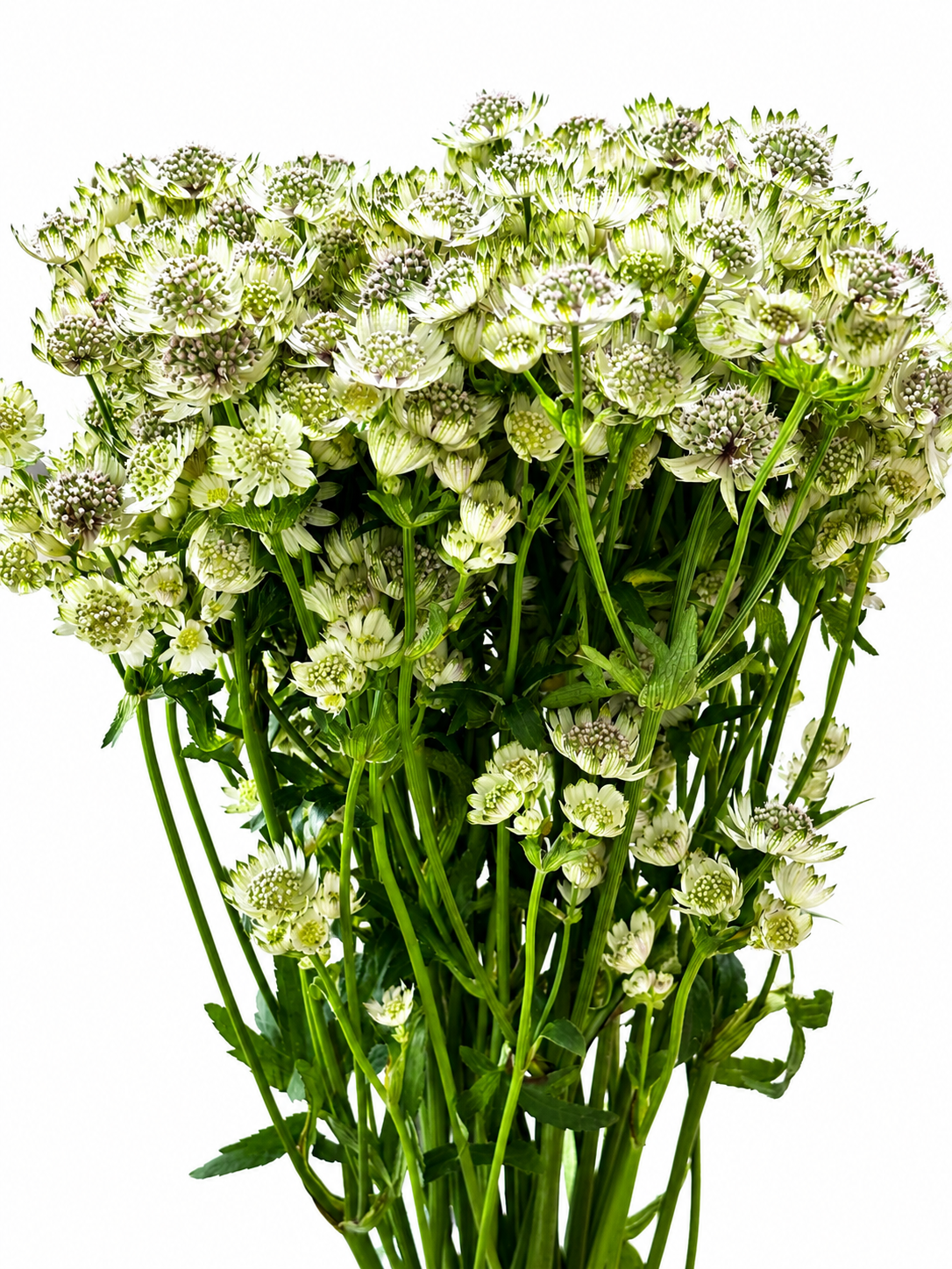 Astrantia major