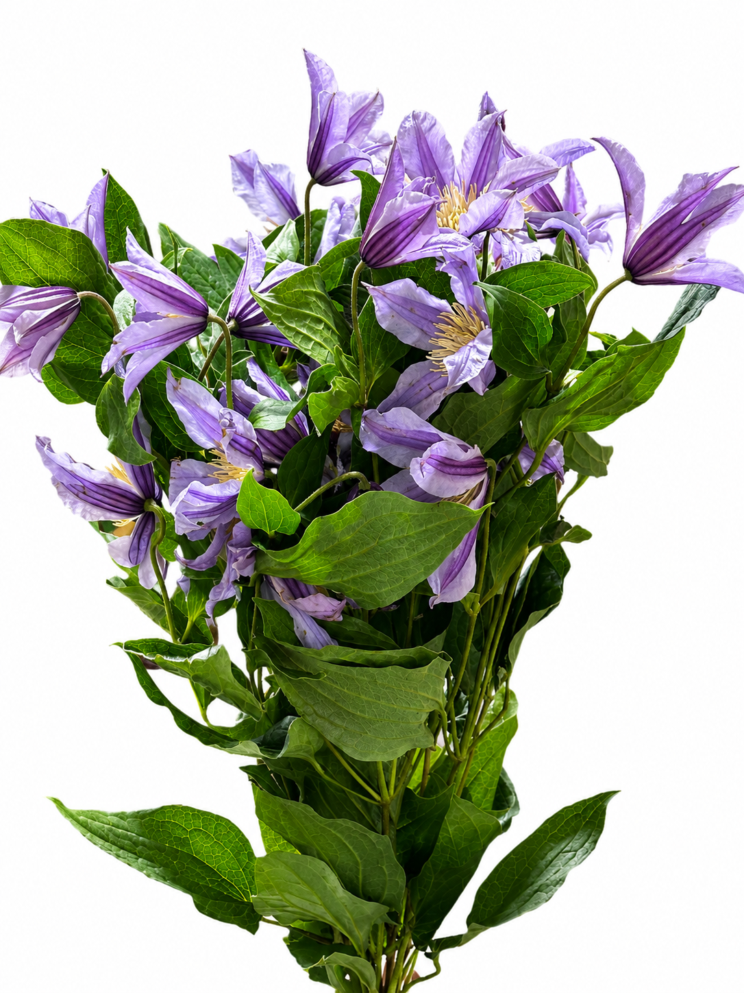 Clematis