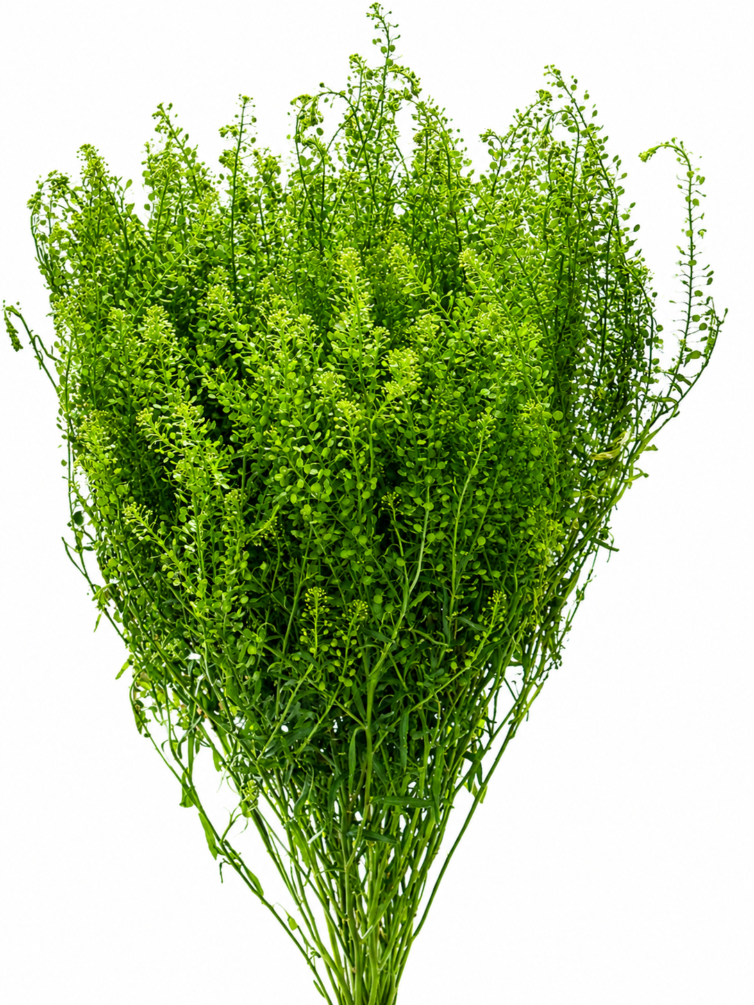 Thlaspi 'Green Bell'