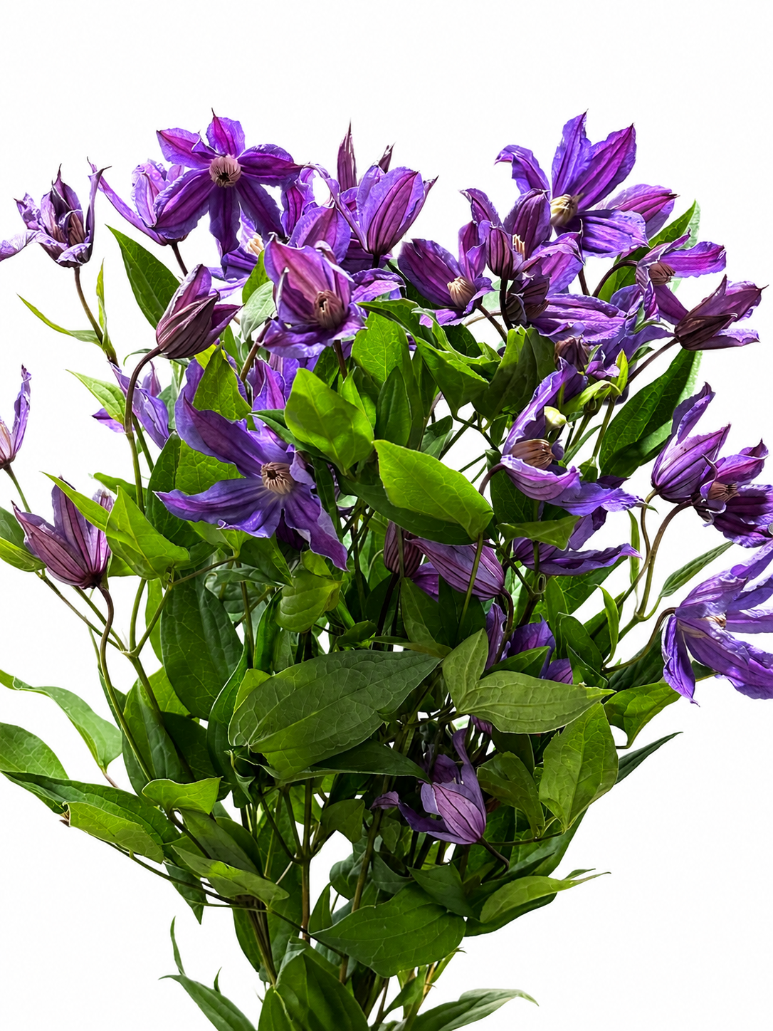Clematis