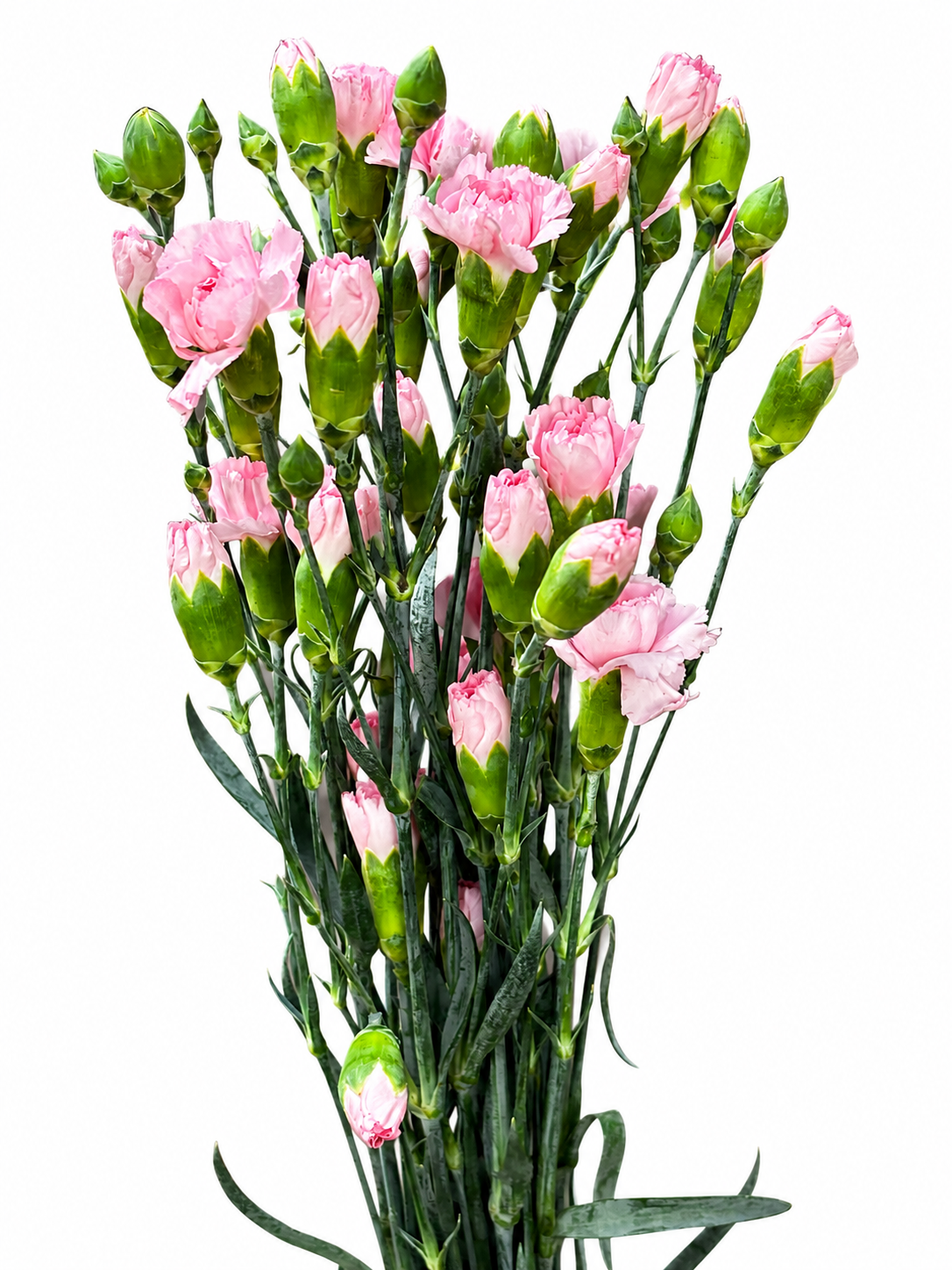 Dianthus Spray