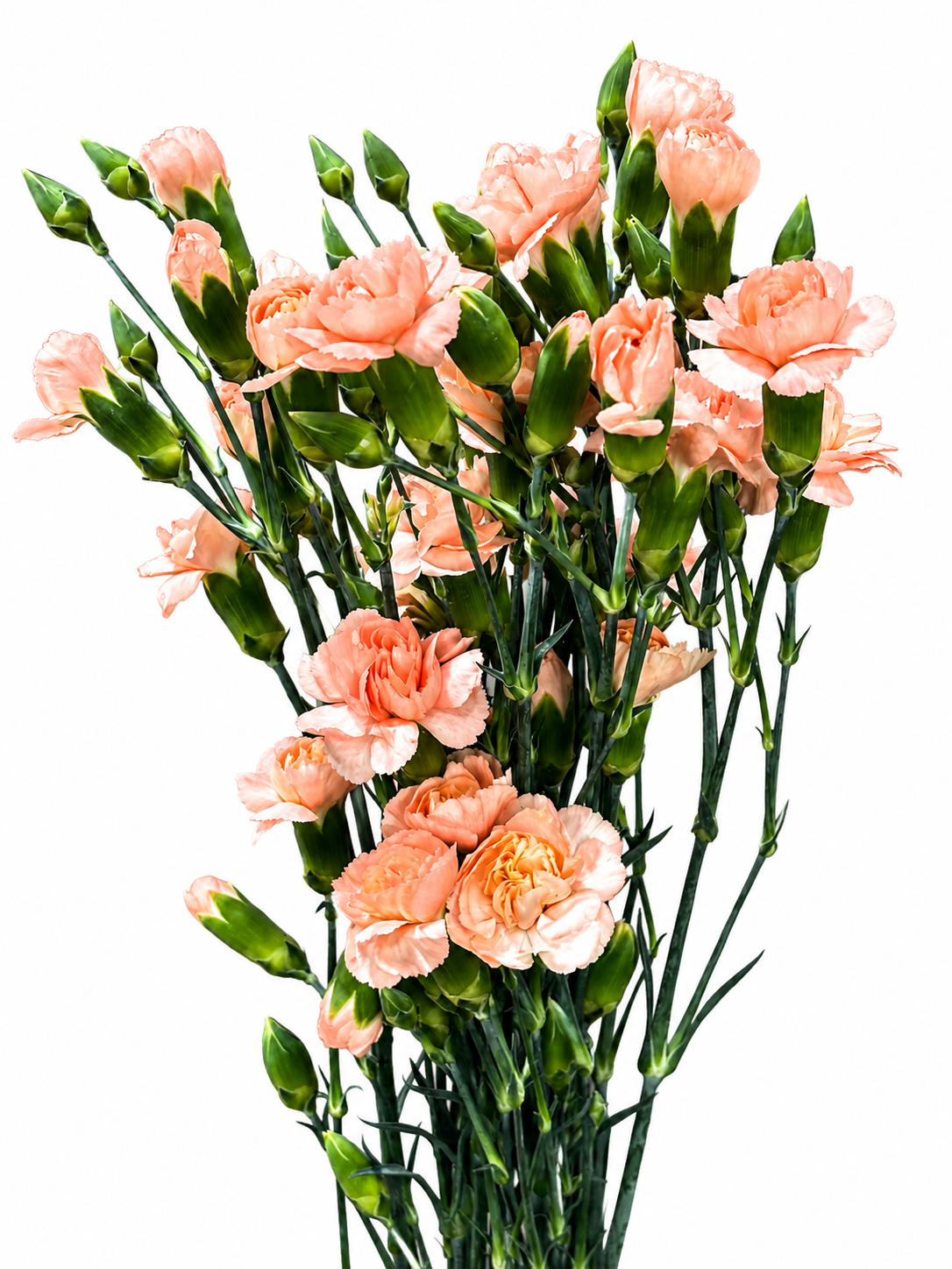 Dianthus Spray