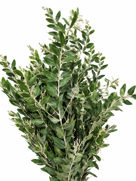 Acacia dealbata 'Denis Boden'