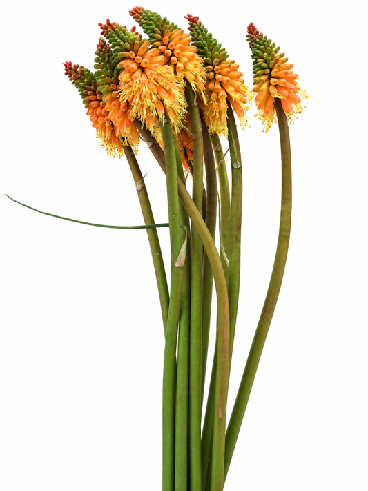 Kniphofia uvaria