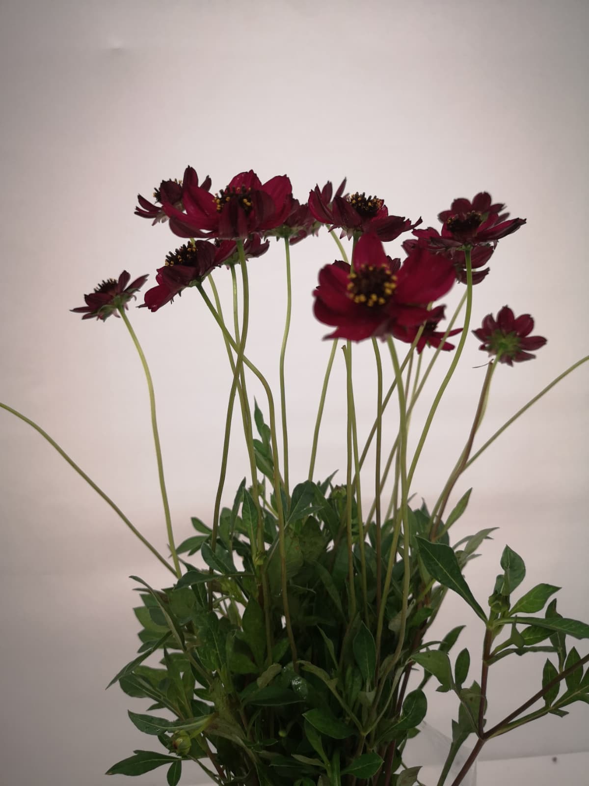 Cosmos bipinnatus CH