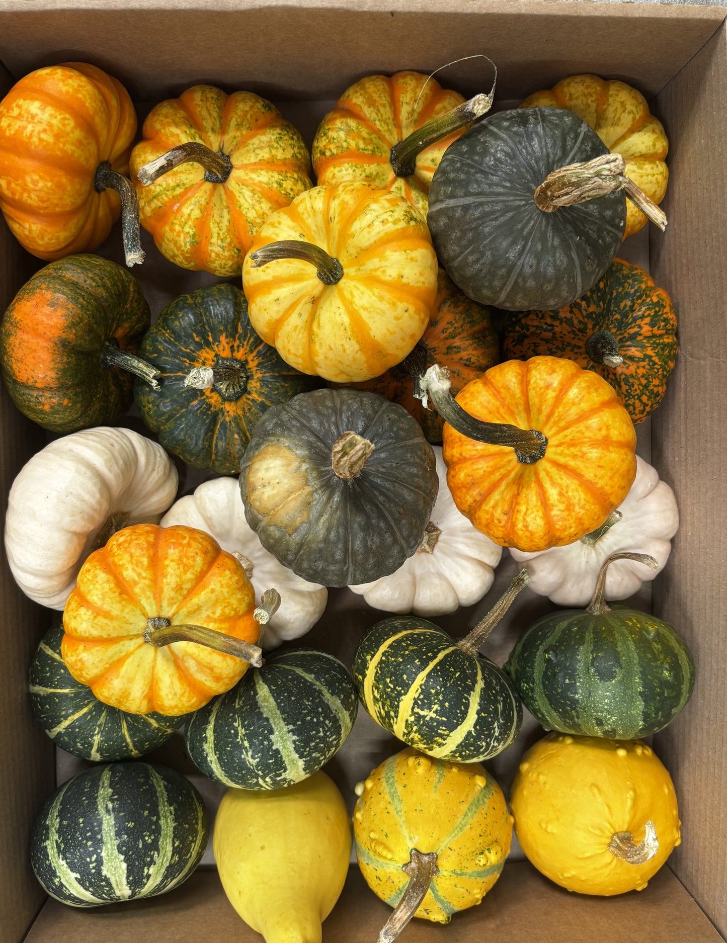 Cucurbita Mix 20 CH