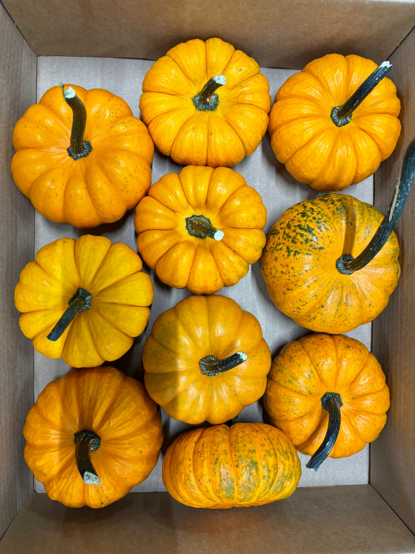 Cucurbita Mandarin grün CH