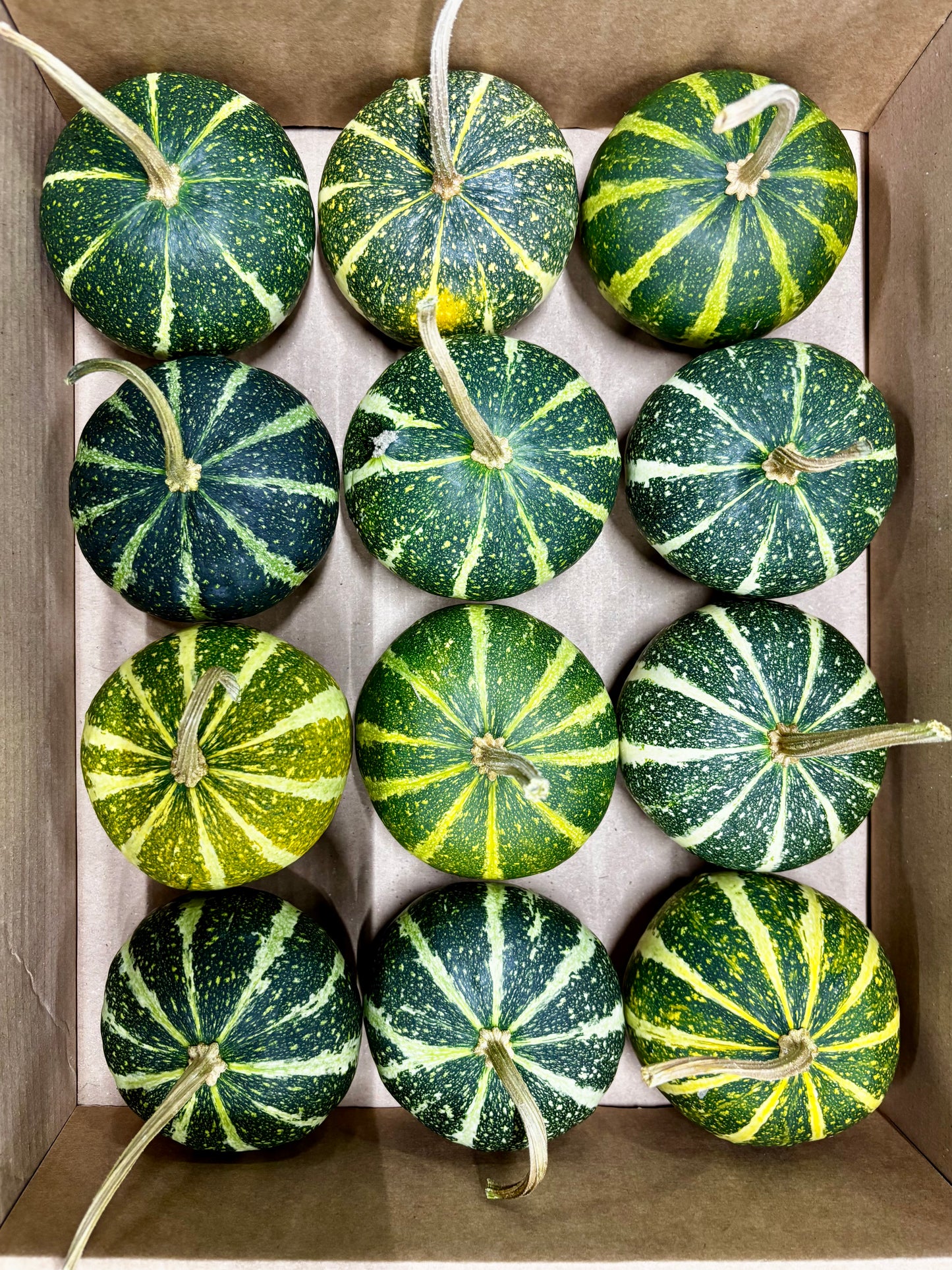 Cucurbita Mandarin grün CH