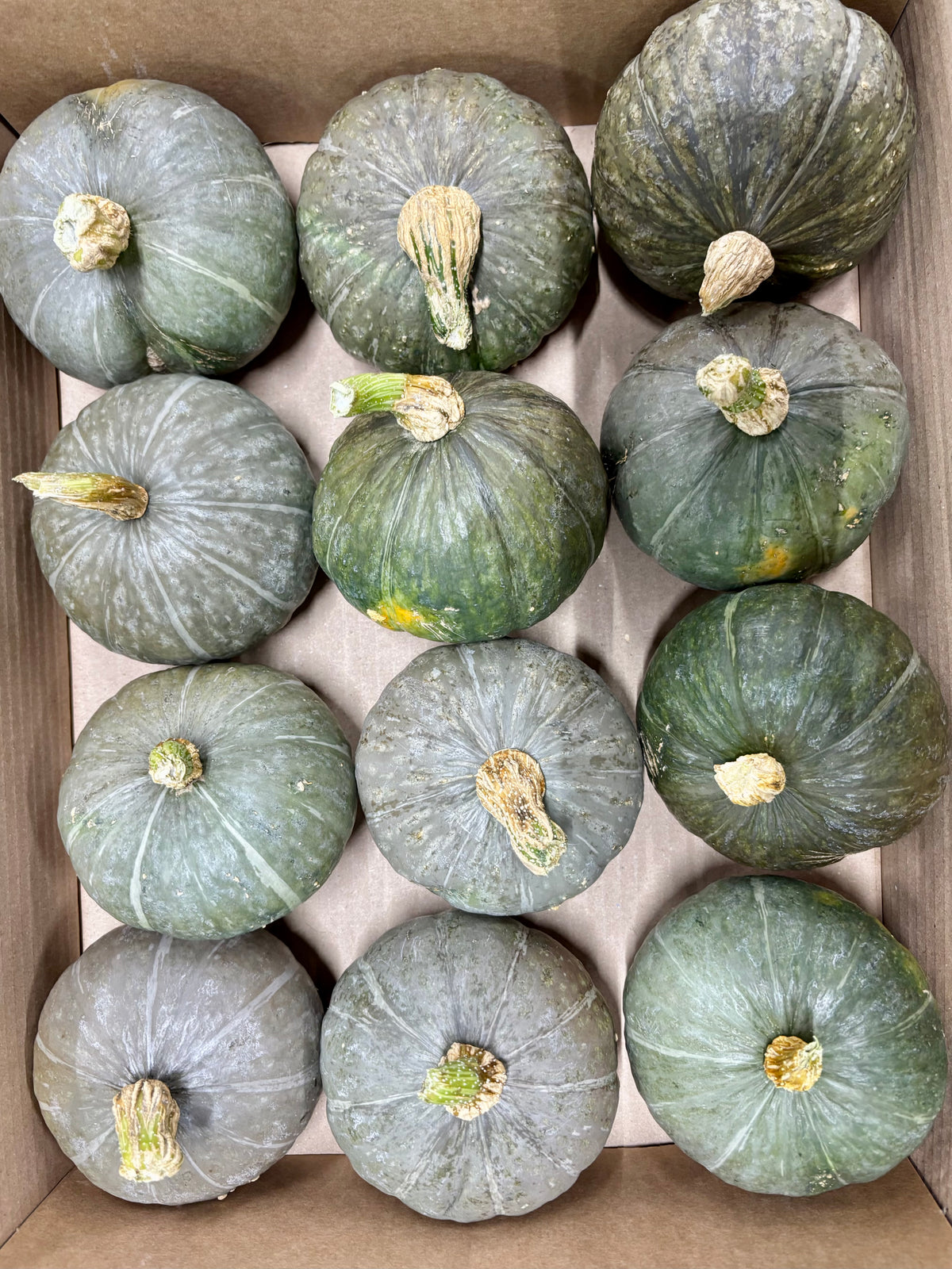 Cucurbita 'Miss Sophie Pink' CH