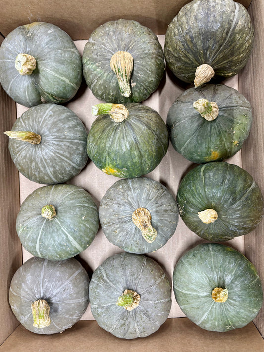 Cucurbita Miniatur Pal grün CH