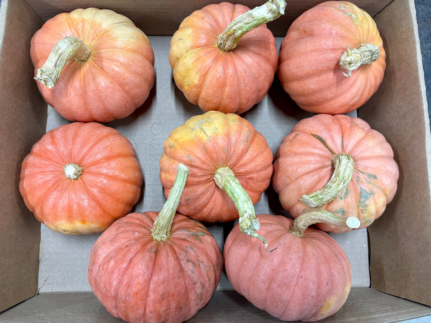 Cucurbita 'Miss Sophie Pink' CH