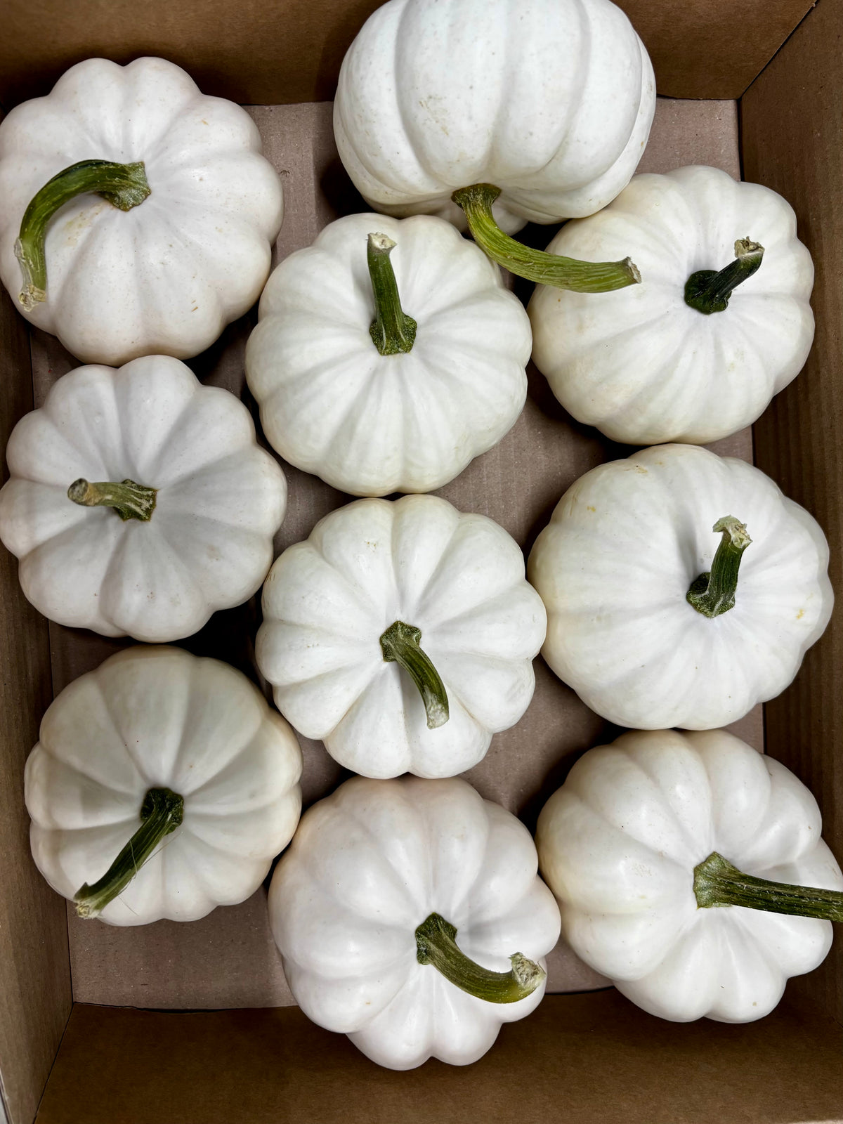 Cucurbita Mandarin grün CH