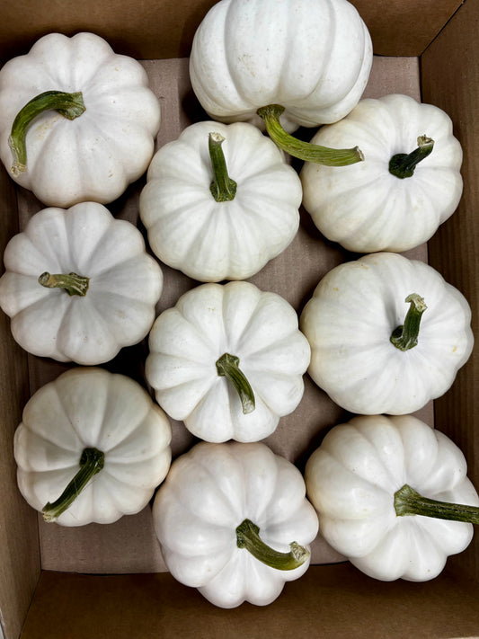 Cucurbita Mandarin weiss mittel CH