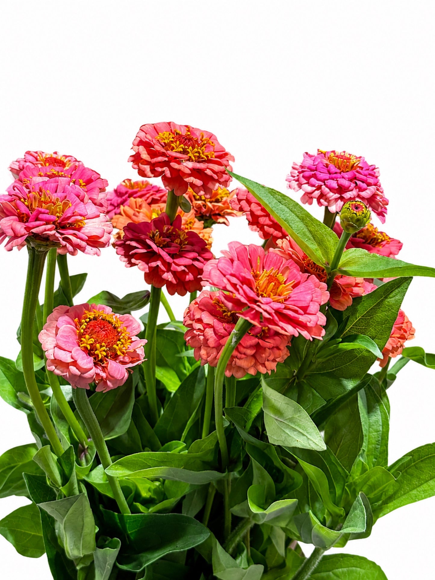Zinnia CH