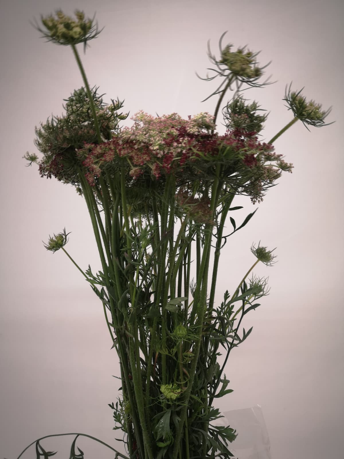 Daucus CH