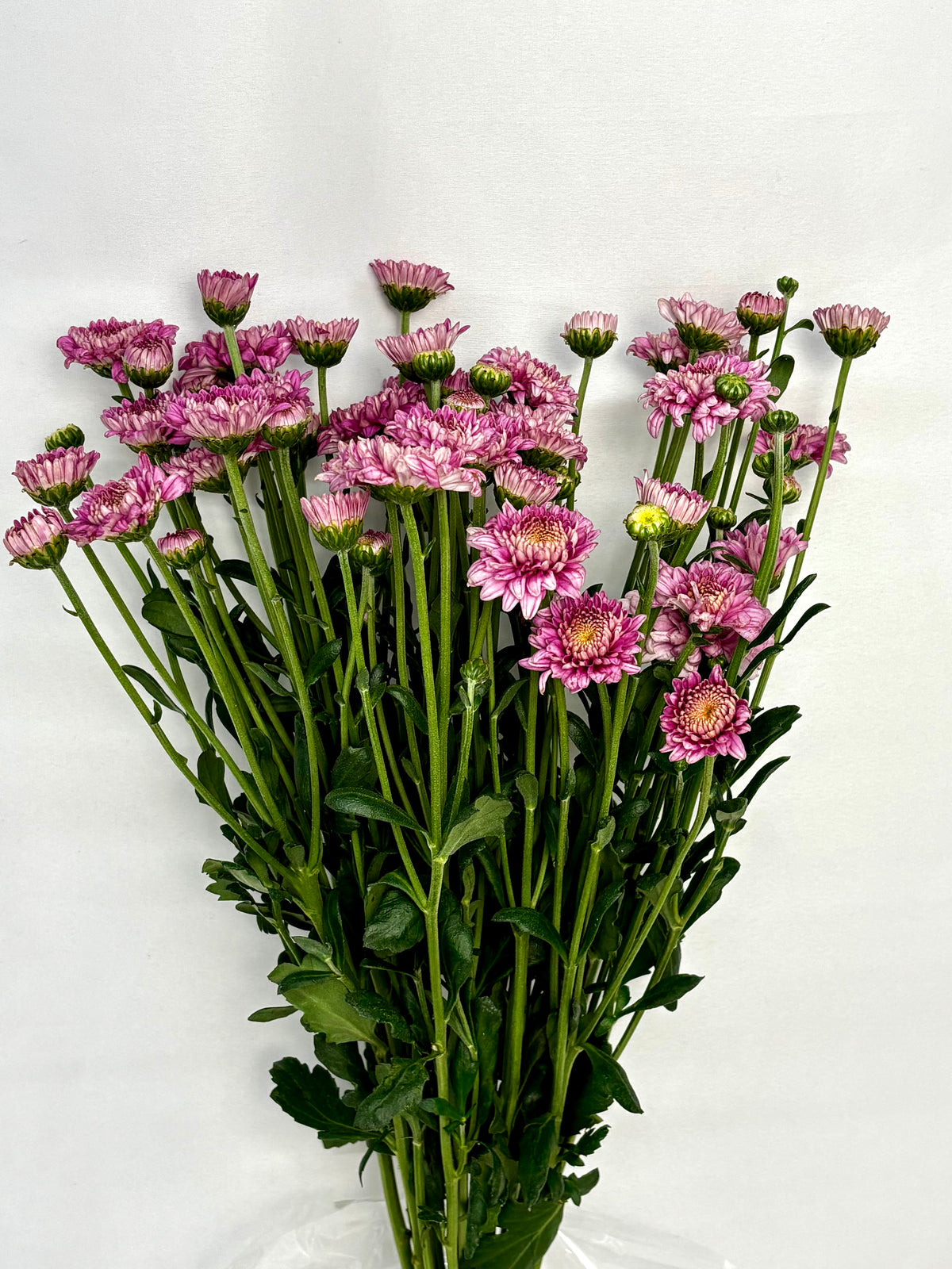 Chrysanthemum CH