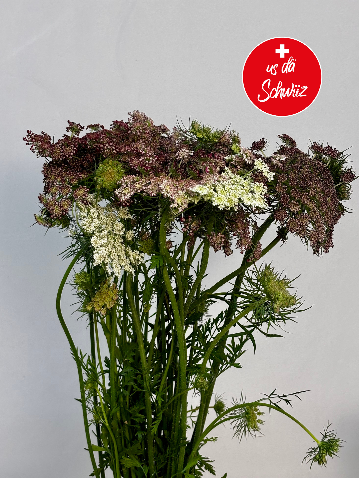 Daucus carota CH