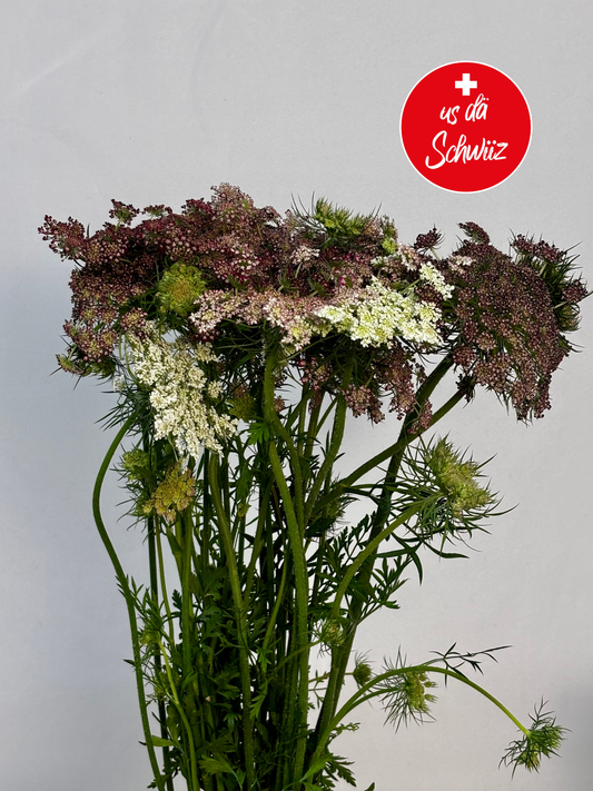 Daucus carota CH