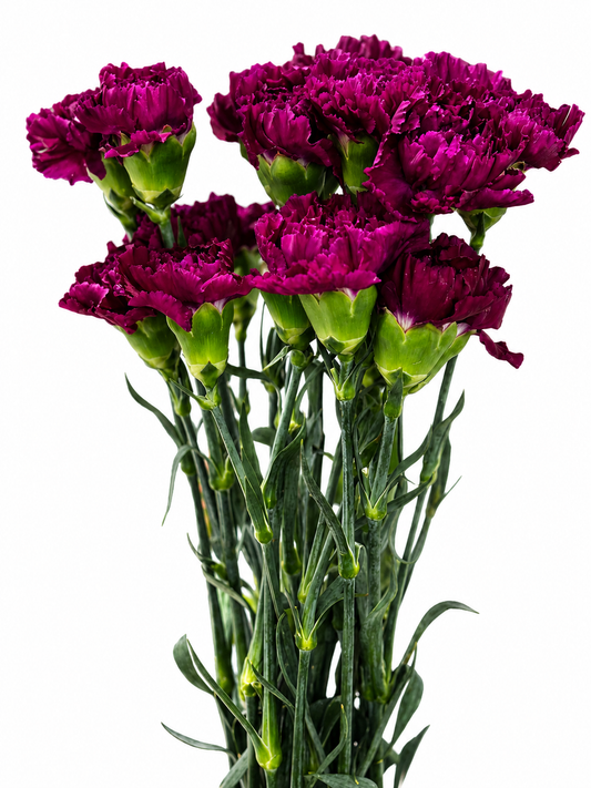 Dianthus Amerikaner