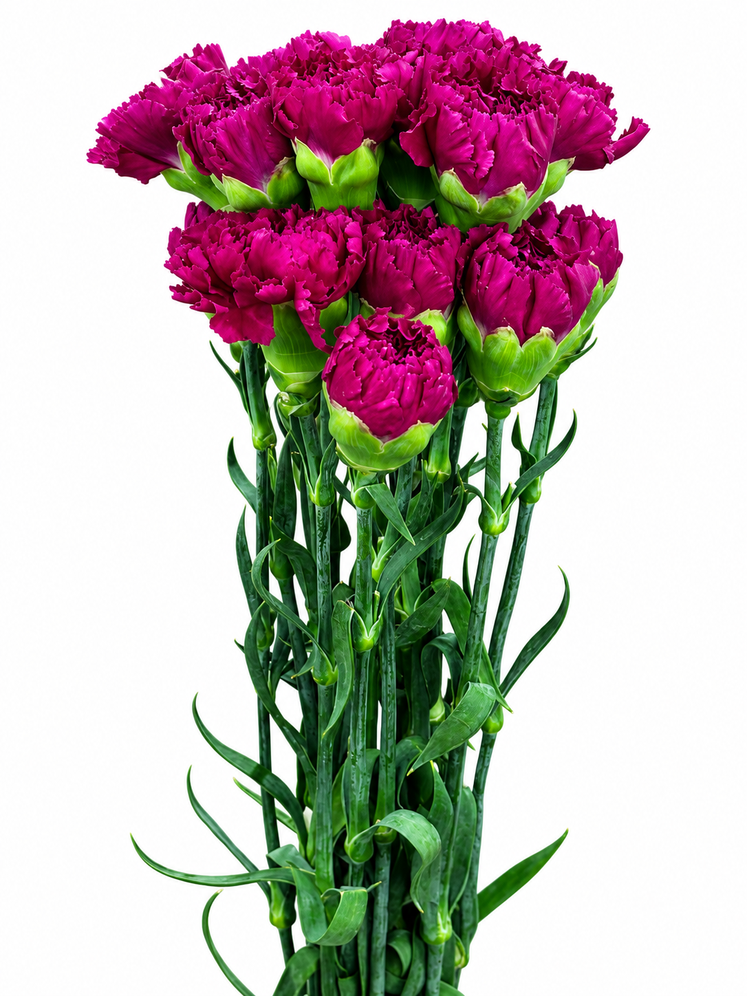 Dianthus Amerikaner