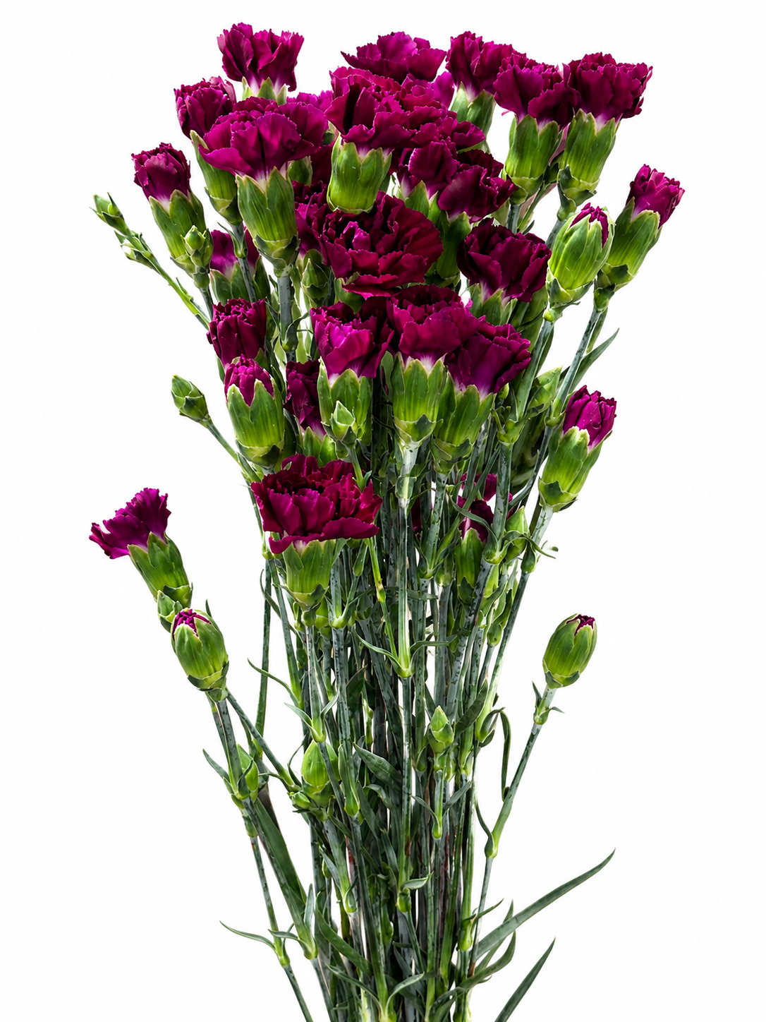 Dianthus Spray