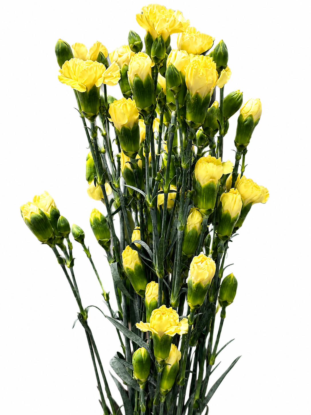 Dianthus Spray