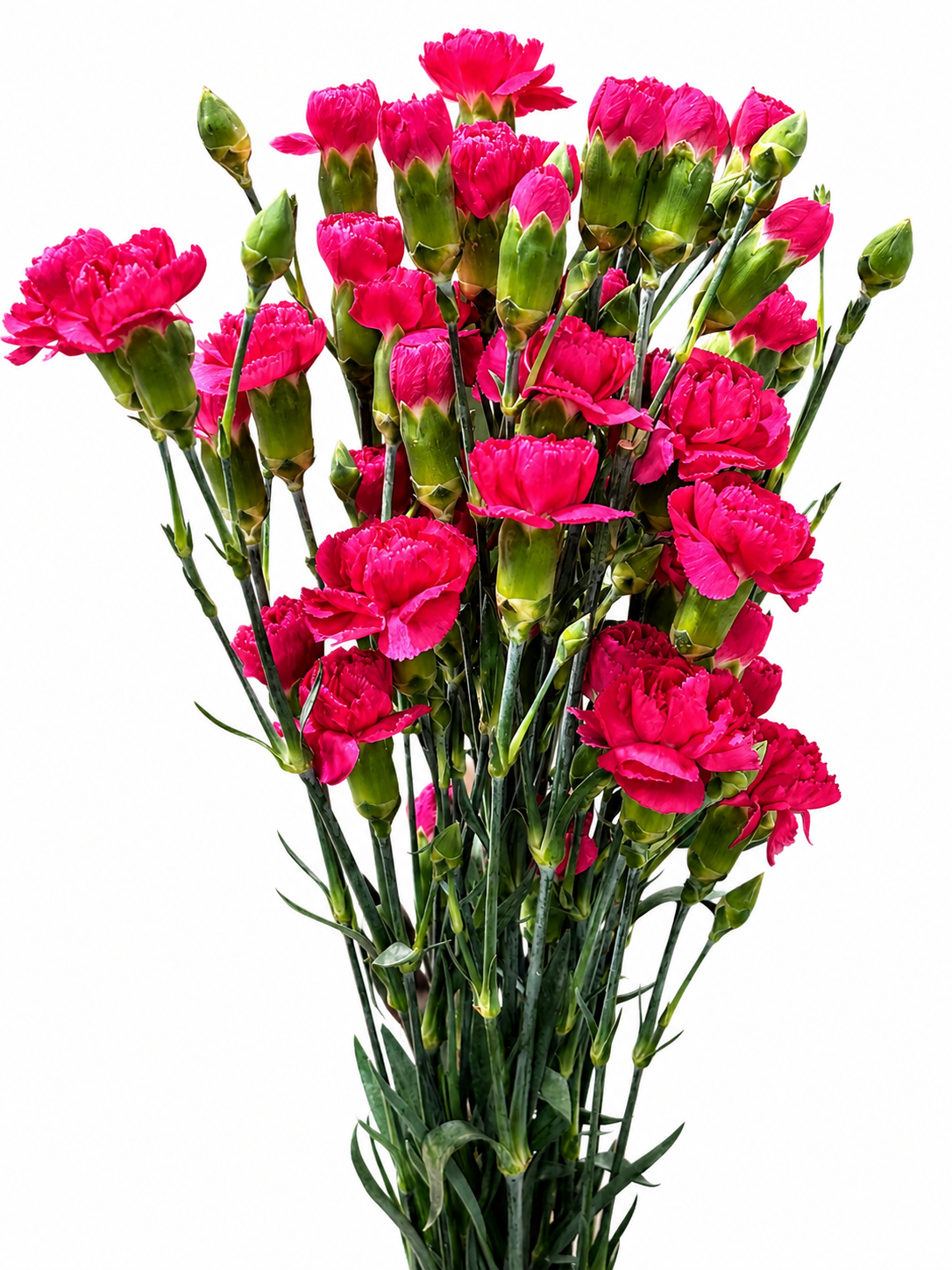 Dianthus Spray