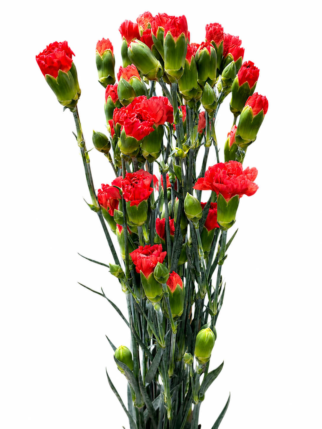 Dianthus Spray