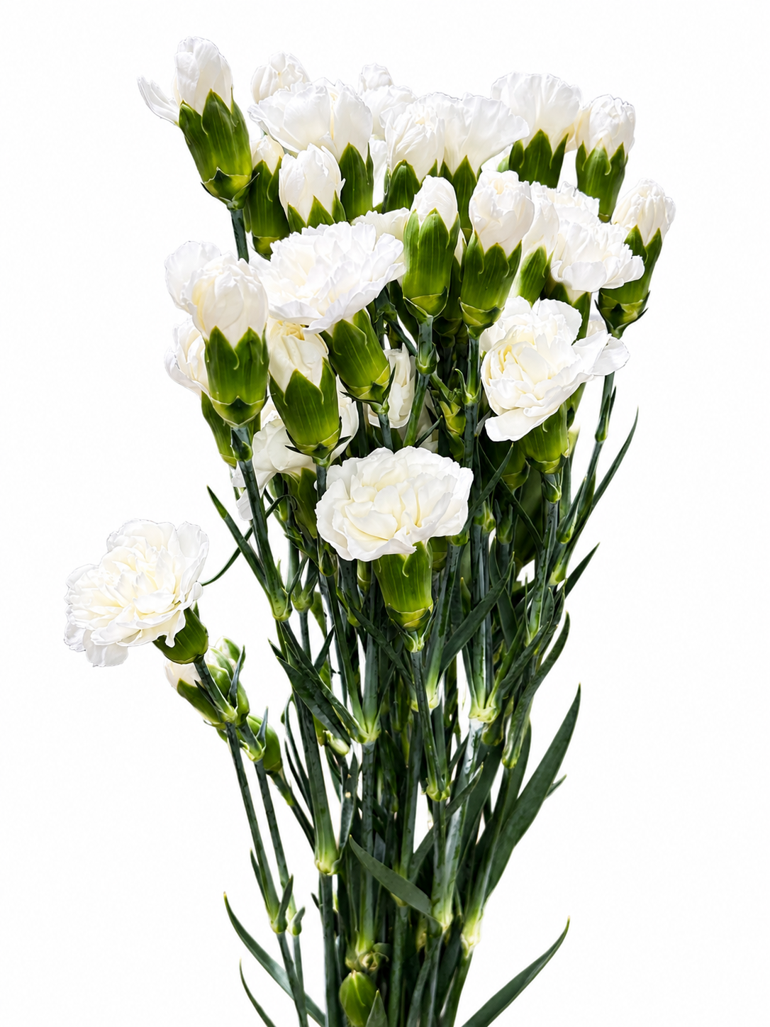 Dianthus Spray