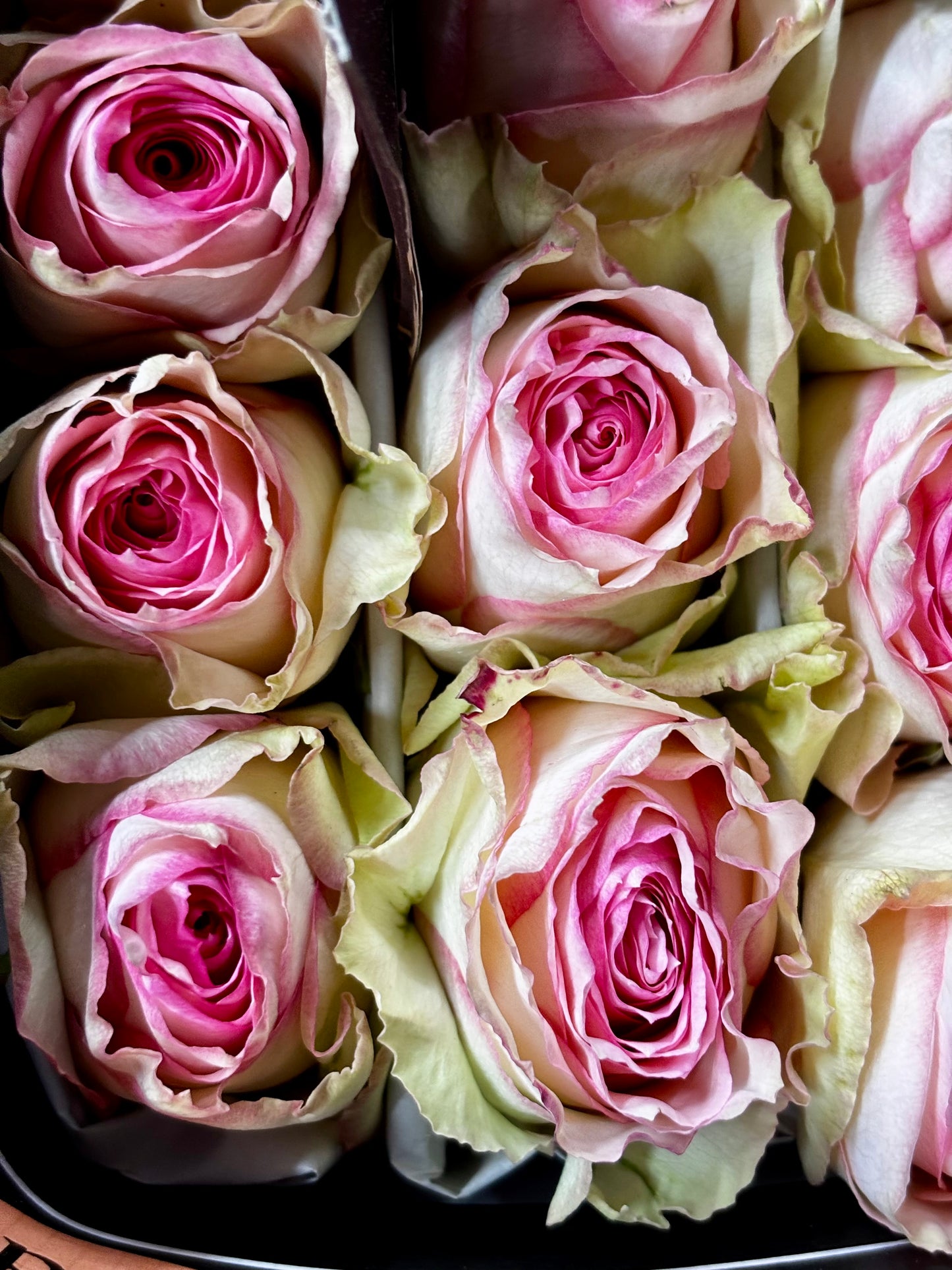 Ecuador Rose 'Esperance'