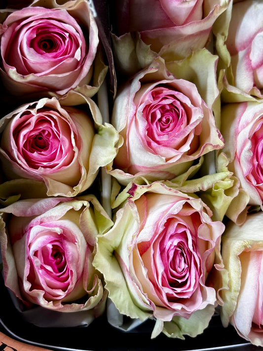 Ecuador Rose 'Esperance'