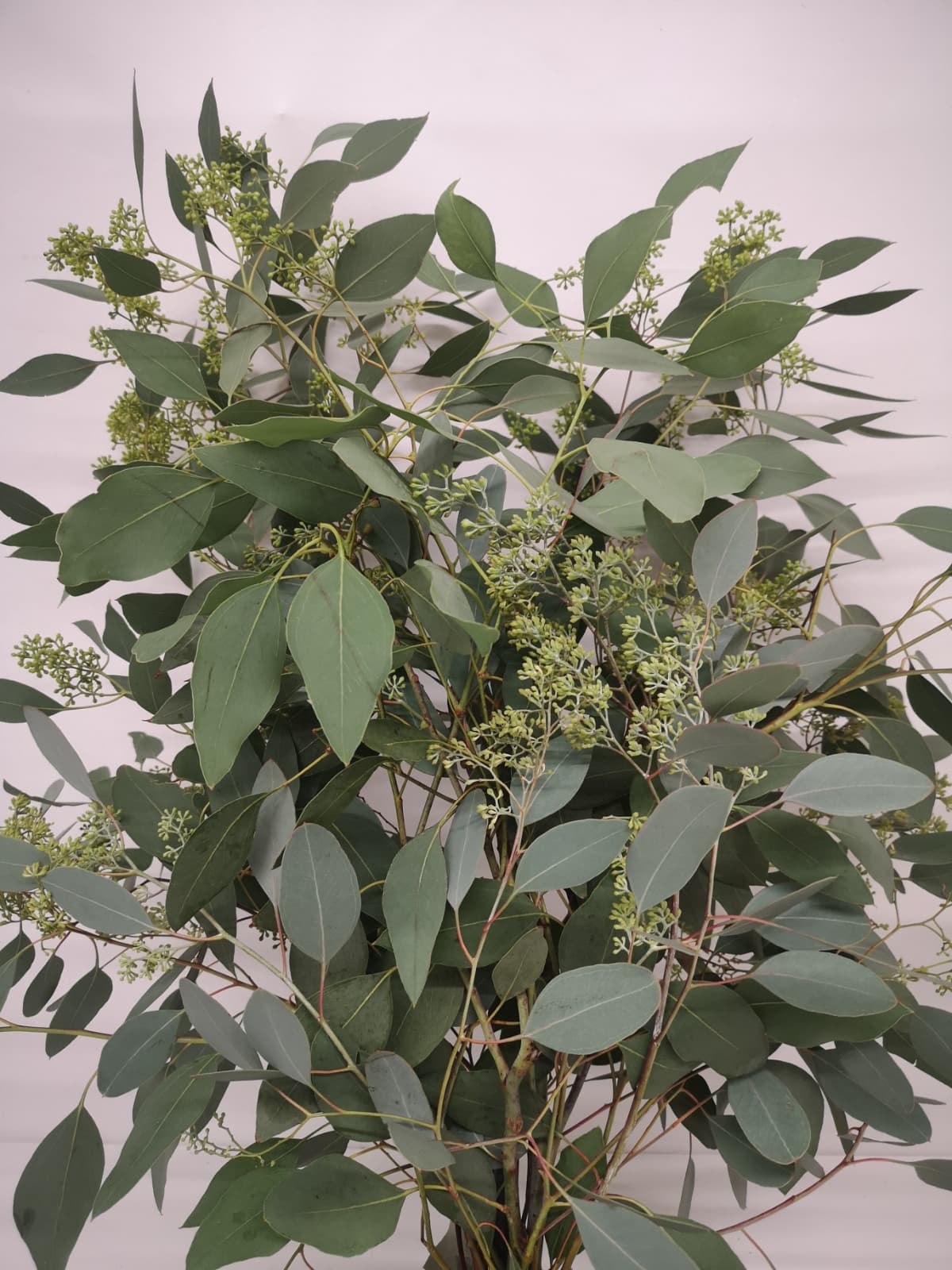 Eucalyptus populus blühend 500g