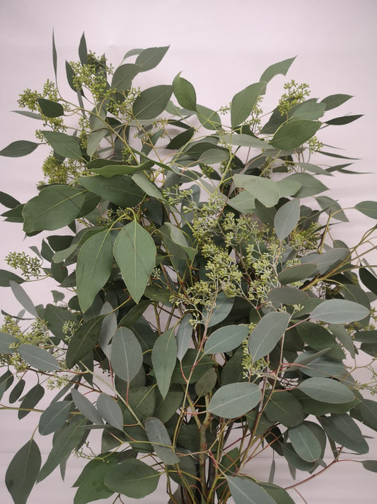 Eucalyptus populus blühend 500g