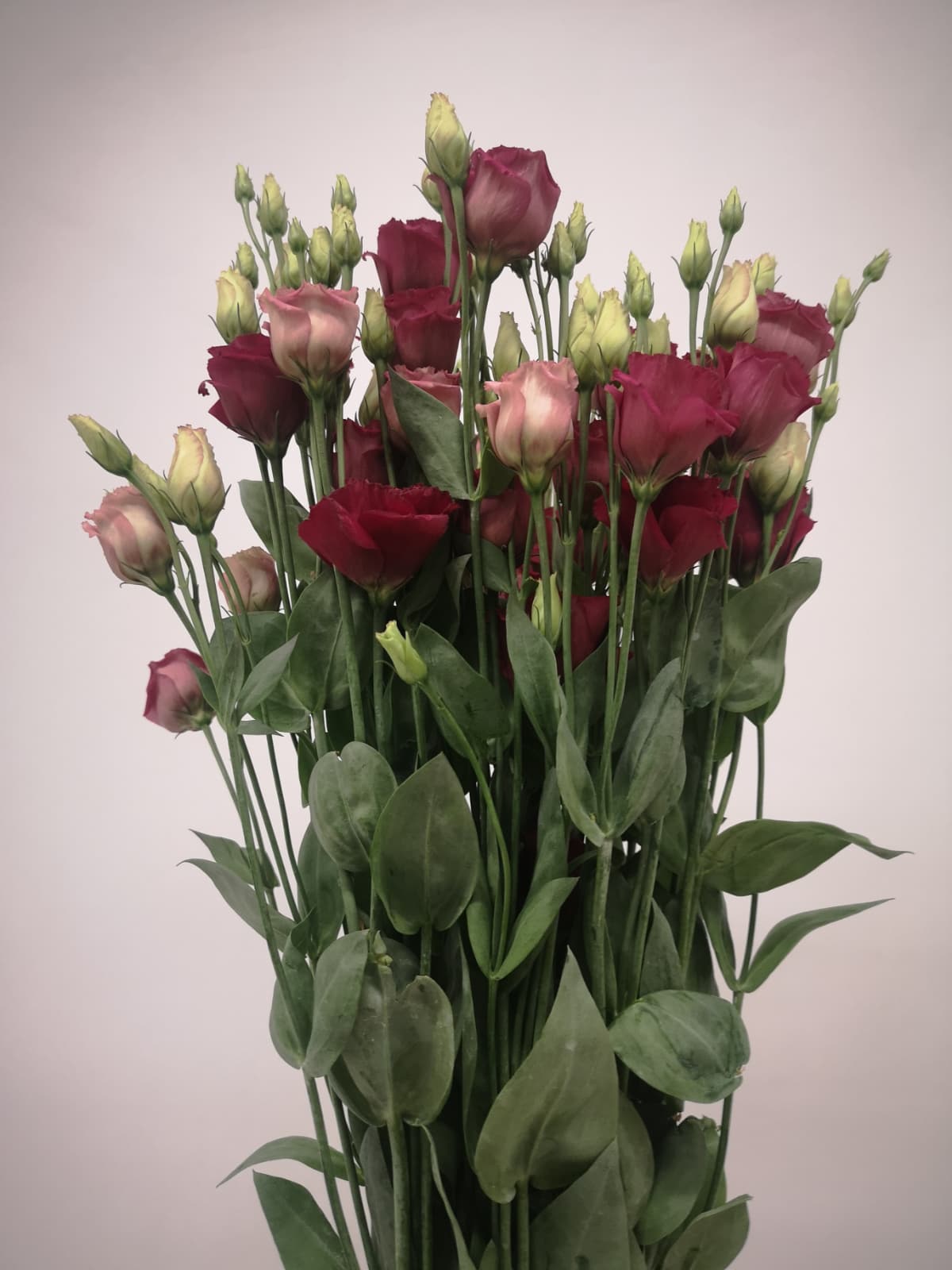 Eustoma `Arosa Red`