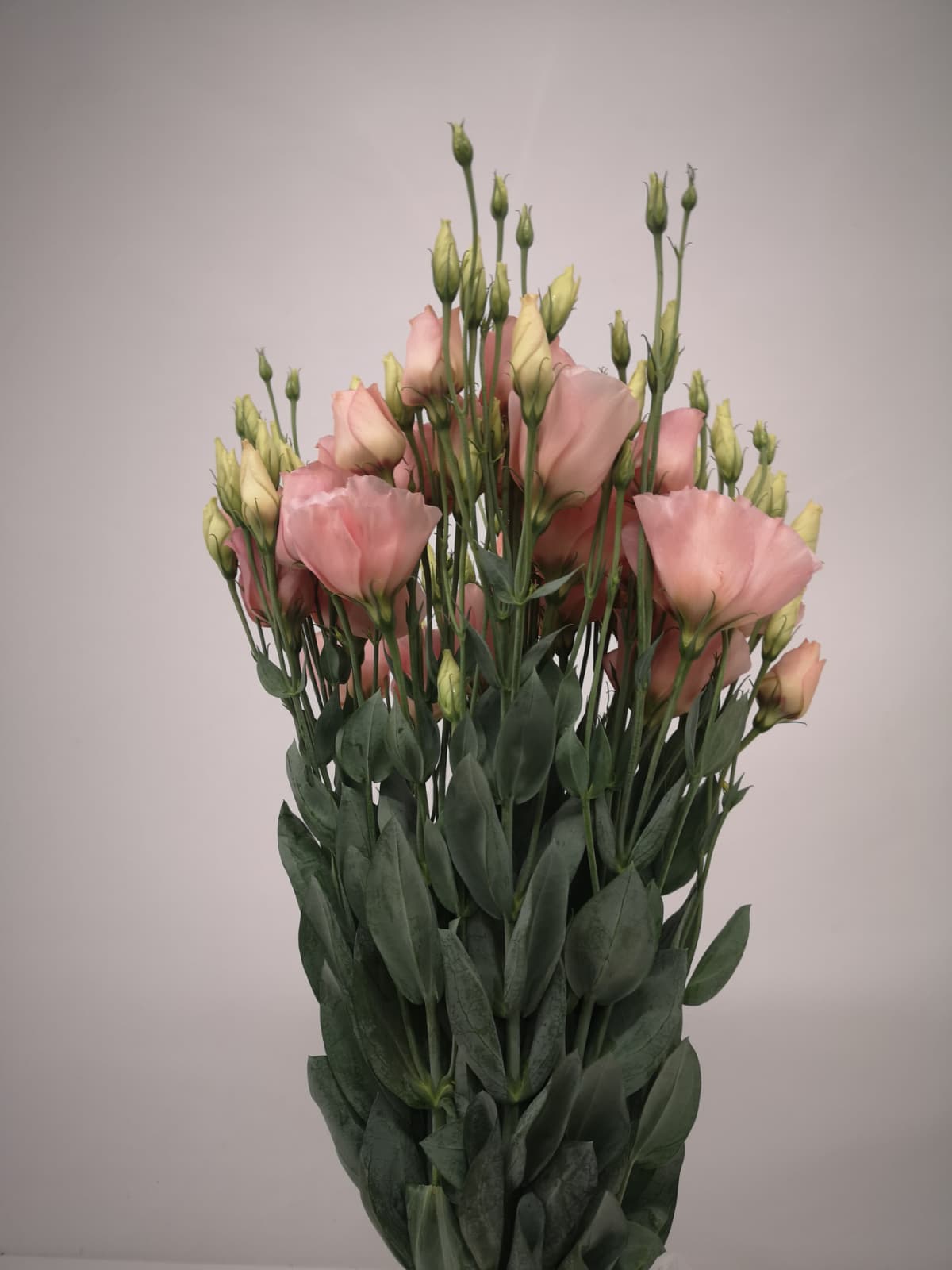 Eustoma russellianum CH