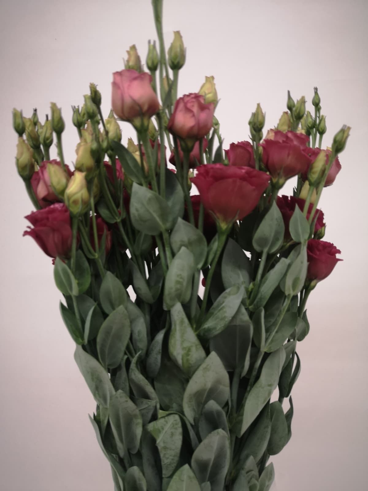Eustoma russellianum CH