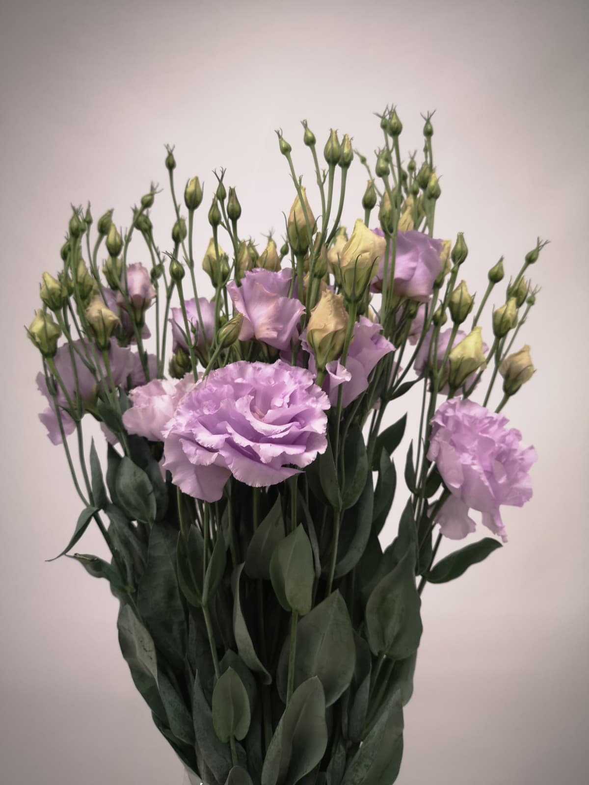 Eustoma russellianum CH
