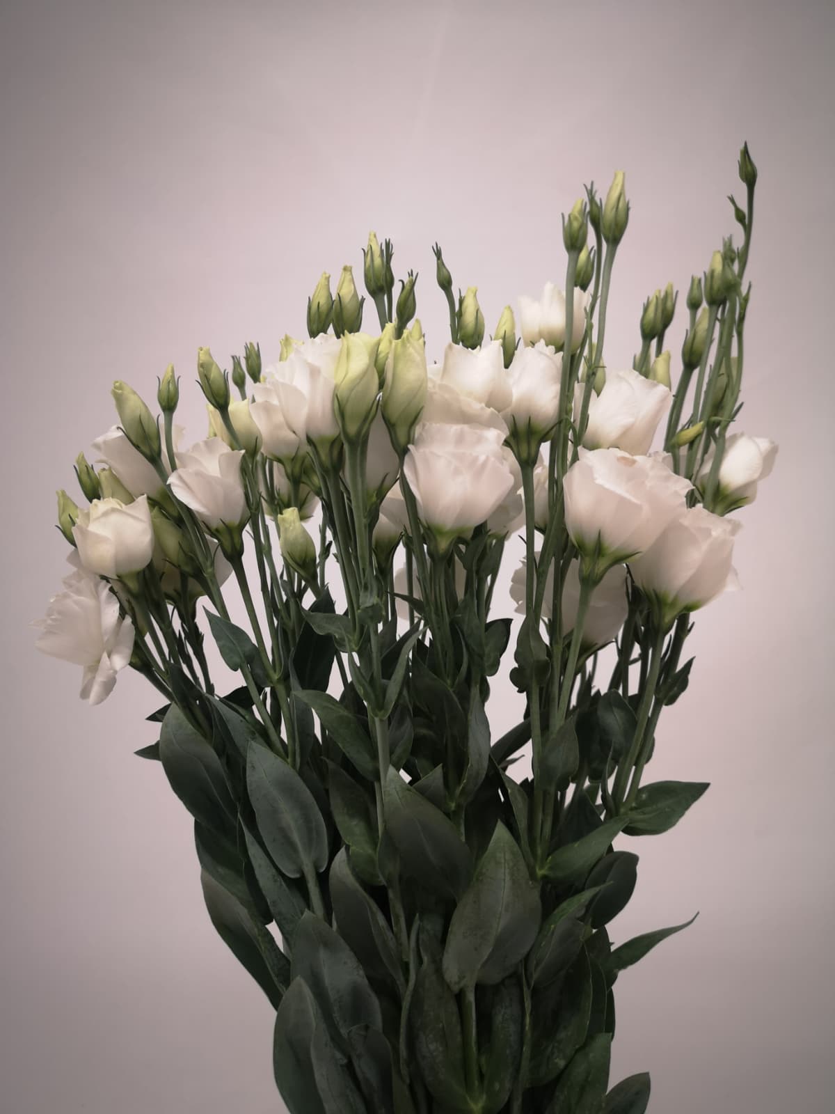Eustoma russellianum CH